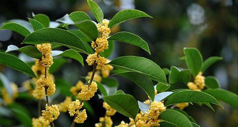 桂花树风水|桂花树的风水方位及象征意义